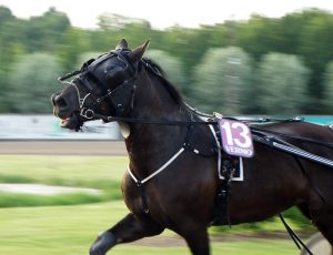 Valokuva ravihevosesta, jolla silmälaput silmien edessä.